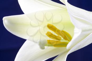 Close up lily white in studio with natural lighting