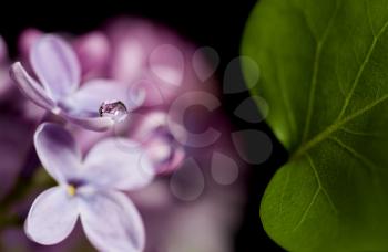 Close Up Lilac in studio macro water drops