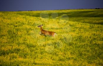 Deer in Farmers Field yellow crop Canada
