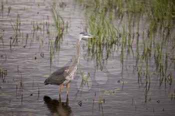 Blue Heron in swamp in Saskatchewan Canada