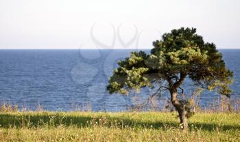 Lone Tree and Lake Erie Ontario Canada