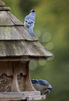 Blue Jay at feeder in Ontario Canada