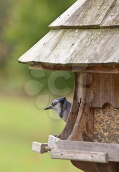 Blue Jay at feeder in Ontario Canada