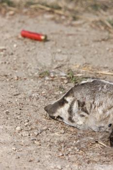 Dead Badger and Shotgun Shell in Saskatchewan Canada