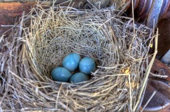 Robins nest in old tractor blue eggs Saskatchewan