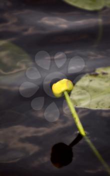 Water Lily in northern lake in Saskatchewan Canada