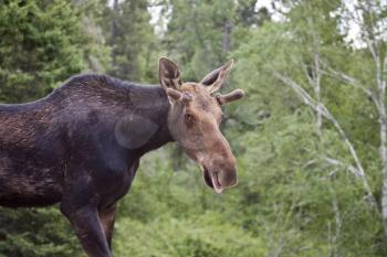 Young Bull Moose on roadside Manitoba Canada