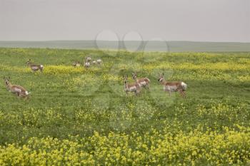 Pronghorn Antelope prairie field Saskatchewan Canada stare