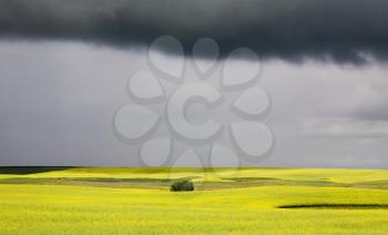 Storm Clouds Saskatchewan Canola field yellow color