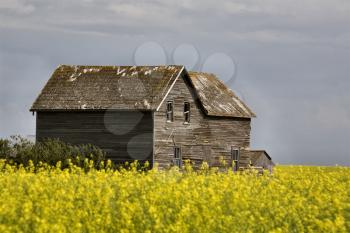 Storm Clouds Saskatchewan Canola field yellow color