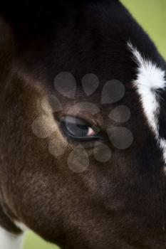 Horse mare Saskatchewan Field close up photo
