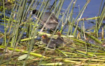 American Coot Waterhen on nest in Saskatchewan