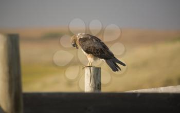 Swainson Hawk on Post at dusk in Saskatchewan Canada