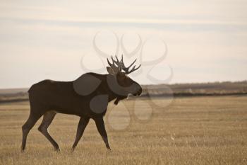 Prairie Moose in field in Saskatchewan Canada
