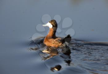 Ruddy Duck close up swimming in Prairie pond