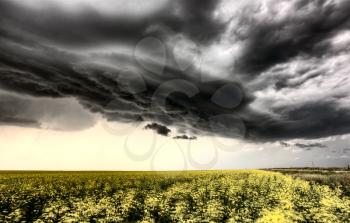 Storm Clouds Saskatchewan yellow bright canola field