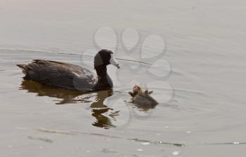 American Coot Waterhen feeding its young chick