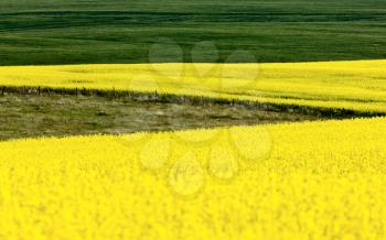 Canola Crop in Stewart Valley Saskatchewan Canada