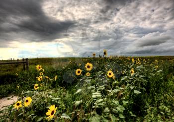 Storm Clouds Saskatchewan and yellow roadside flowers