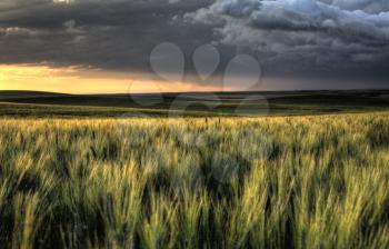 Storm Clouds Saskatchewan sunset over wheat fields