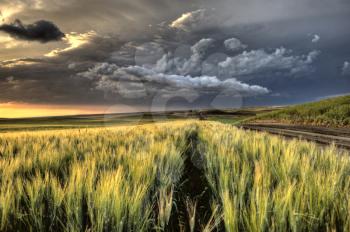 Storm Clouds Saskatchewan sunset over wheat fields