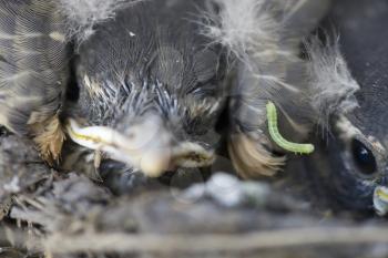 Baby Robins in a nest Saskatchewan Canada