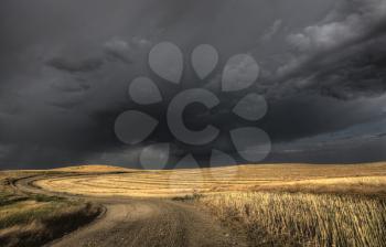 Storm Clouds Saskatchewan over combined canola field
