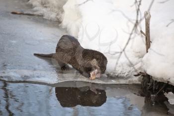 Otter in Winter northern Saskatchewan Canada