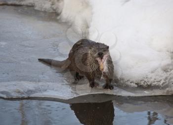 Otter in Winter northern Saskatchewan Canada