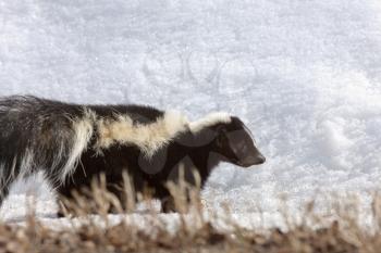 Striped skunk in winter in Saskatchewan Canada