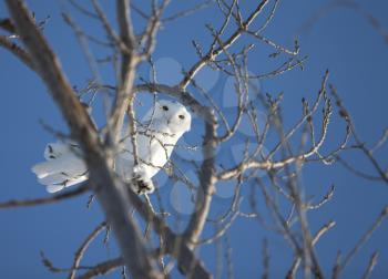 Snowy Owl in Tree in Saskatchewan Canada