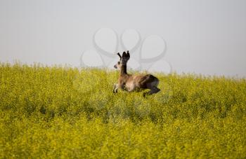 Mule Deer Buck in Canola crop yellow bloom
