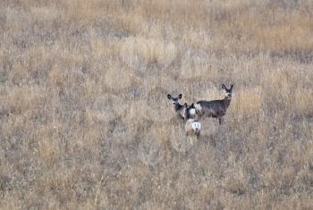 Deer in Field  Canada in the hills Saskatchewan