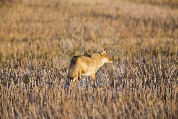 Coyote in Stubble field in Saskatchewan Canada