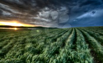 sunset nad durum wheat crop storm clouds
