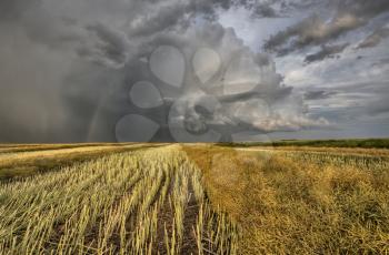 Stubble Field and Prarie Storm Canola Saskatchewan