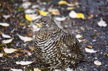 Spruce Grouse close up Rocky Mountains Canada