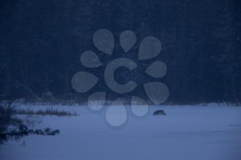 Wild Wolf on River night Saskatchewan Canada
