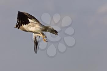 Swainson Hawk in Flight in Saskatchewan Canada