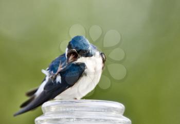 Tree Swallow Close up in Saskatchewan Canada