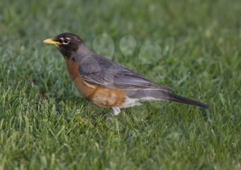 Red Robin on Lawn close up Canada