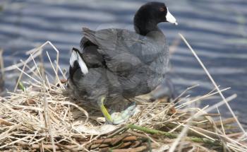 Coot or Waterhen Sitting on eggs in Saskatchewan Canada