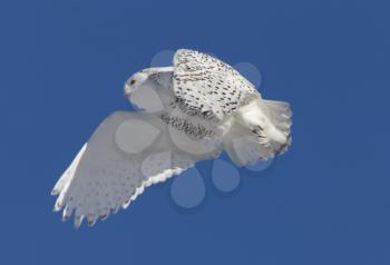 Snowy Owl in Flight winter Saskatchewan Canada