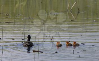 Waterhen Coot with Babies young in slough pond