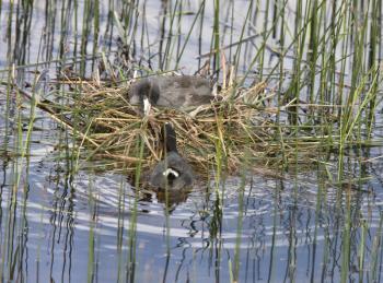 Waterhen Coot with nest in Saskatchewan Canada