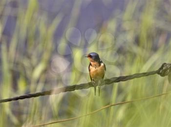 Barn Swallow on Wire in Saskatchewan Canada