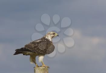 Ferruginous Hawk perched on Post in Saskatchewan Canada