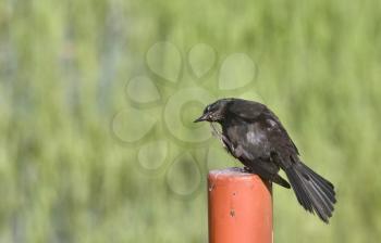 Blackbird on Post in Saskatchewan Canada summer