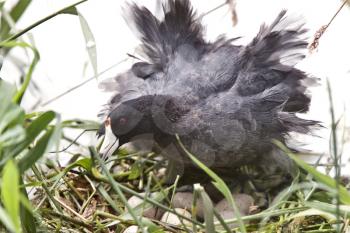 Waterhen Coot on Nest with Eggs Saskatchewan Canada
