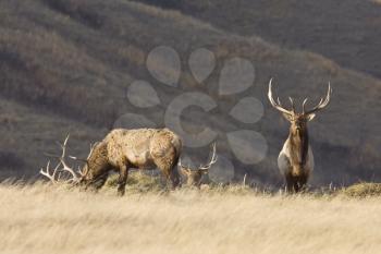 Bull Elk with antlers in Saskatchewan Canada